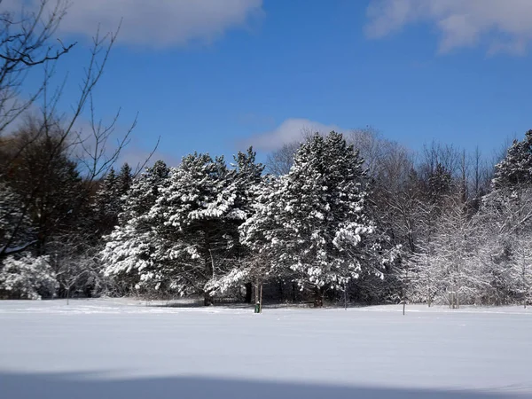 Paisaje Invernal Con Árboles Cubiertos Nieve — Foto de Stock