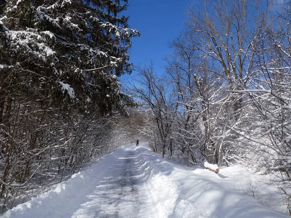 Paysage Hivernal Avec Route Dans Forêt — Photo