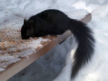 Bankta tohum yiyen siyah sincap.