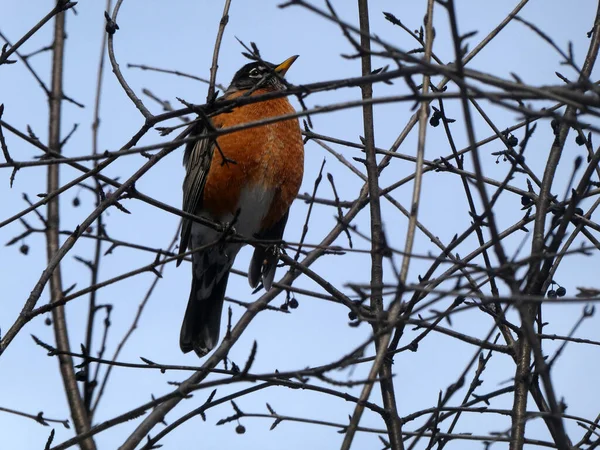 Robin Bird Sitting Tree Branch — Stock Photo, Image