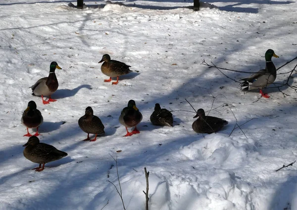 冬天的时候 鸭子成群结队地飞在雪地上 — 图库照片