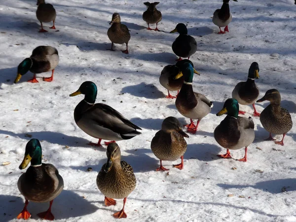 冬天的时候 鸭子成群结队地飞在雪地上 — 图库照片