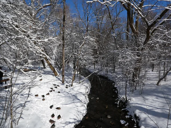 Les Canards Affluent Dans Forêt Hiver — Photo