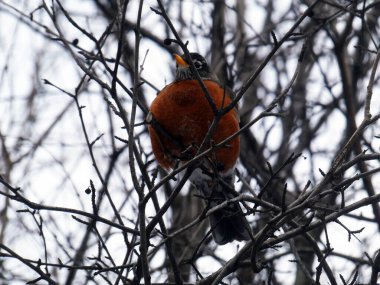 Robin kuş ağaç dalında oturuyor