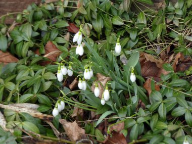 Çiçek tarhında kar damlaları