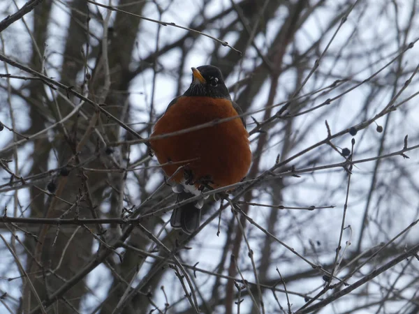 Robin Uccello Seduto Sul Ramo Dell Albero — Foto Stock