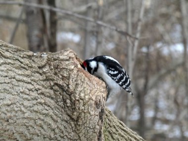 Ağaçkakan ağaçta oturuyor