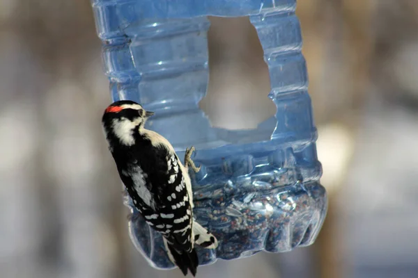 Pájaro Carpintero Sentado Comedero — Foto de Stock