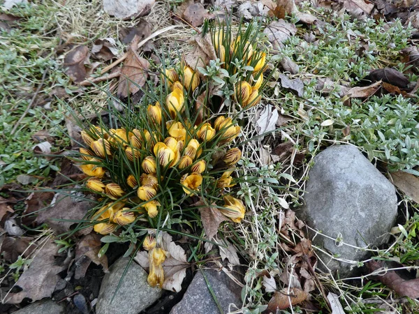 Crocus Jaunes Fleurissant Sur Lit Fleurs — Photo