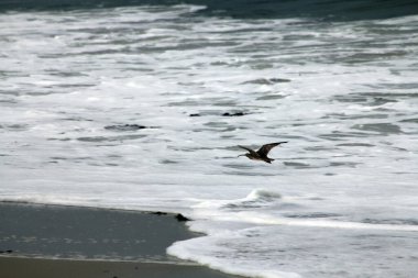 Kuş denizin üzerinde uçuyor.