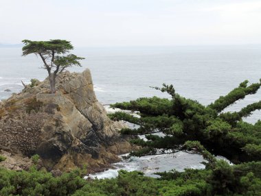 Sea landscape with tree on the rock