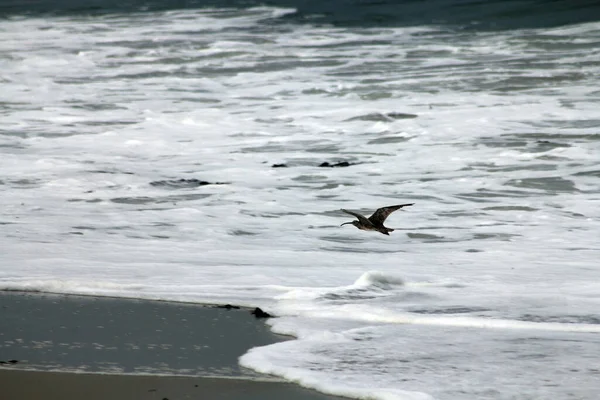 Kuş denizin üzerinde uçuyor.