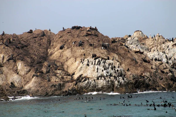 海の中の岩の上に座っている鳥やアシカ — ストック写真