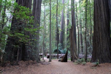 Redwood Milli Parkı Kaliforniya, ABD
