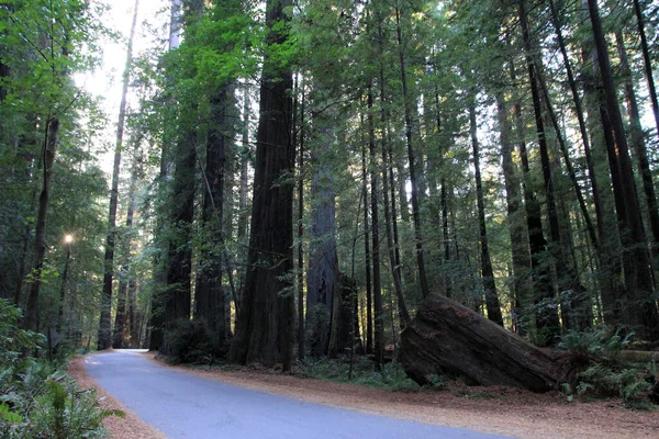 Redwood Národní Park Kalifornii Usa — Stock fotografie