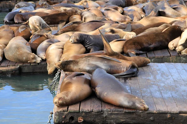 Sea Lions Pier San Francisco California Usa — Stock Photo, Image