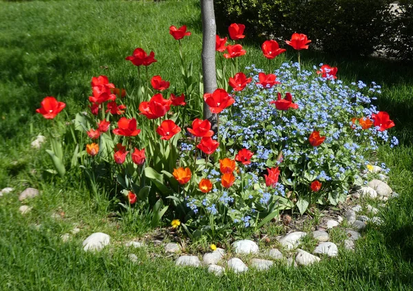 Flower Bed Colorful Flowers — Stock Photo, Image