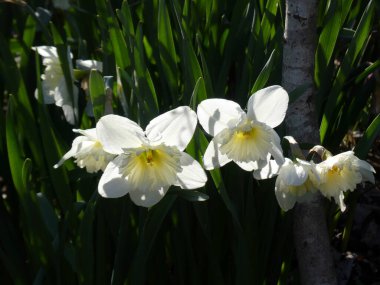 Çiçek tarhında çiçek açan beyaz nergisler