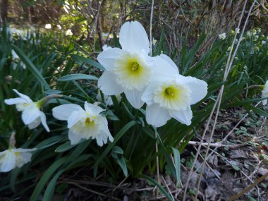 Çiçek tarhında çiçek açan beyaz nergisler