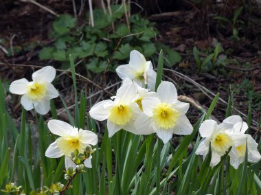 Çiçek tarhında çiçek açan nergisler