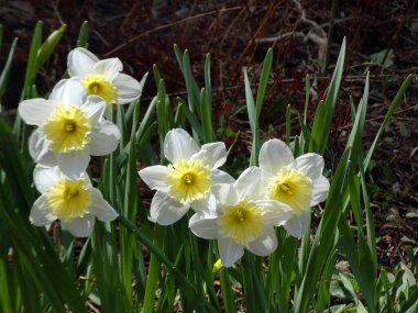Çiçek tarhında çiçek açan beyaz nergisler