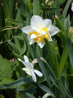 Çiçek tarhında çiçek açan nergisler