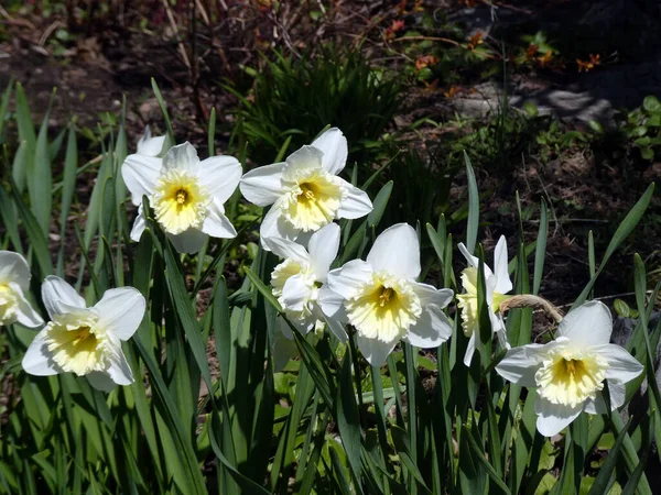 Çiçek tarhında çiçek açan beyaz nergisler