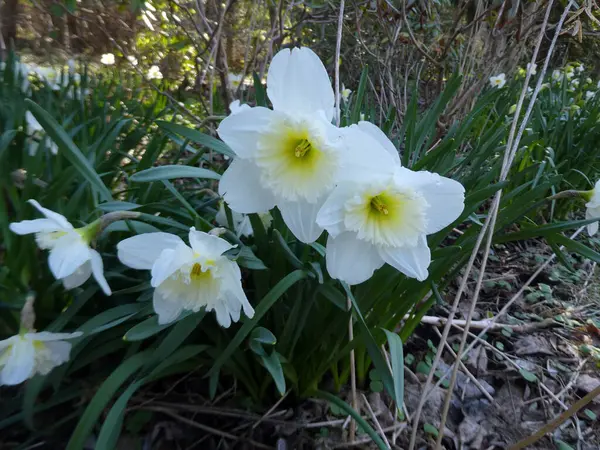 Çiçek tarhında çiçek açan beyaz nergisler