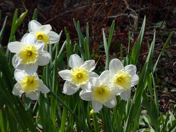 Çiçek tarhında çiçek açan beyaz nergisler