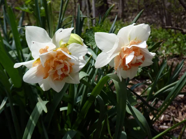 Blooming Narcisos Brancos Canteiro Flores — Fotografia de Stock