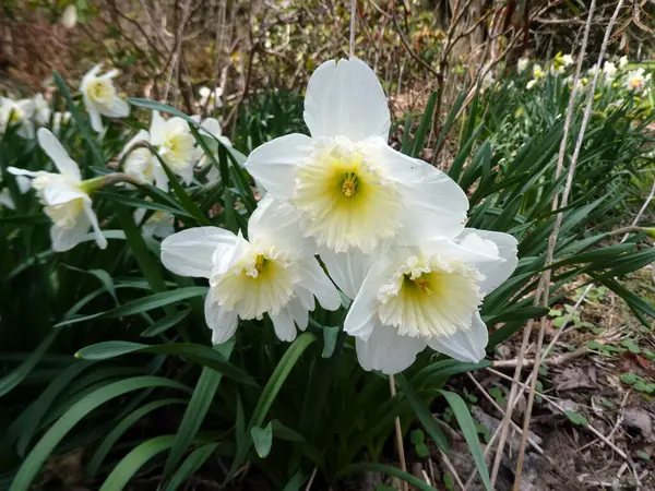 Blooming Narcisos Brancos Canteiro Flores — Fotografia de Stock