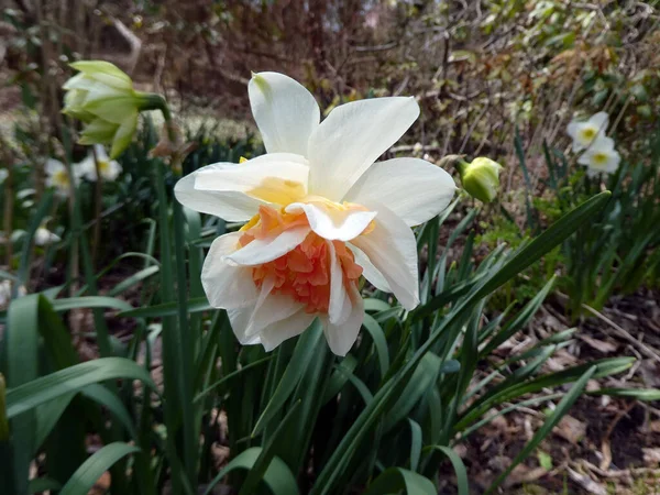 Bloeiende Witte Narcis Het Bloembed — Stockfoto