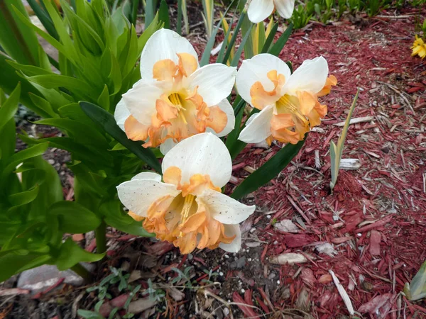 Çiçek tarhında çiçek açan beyaz nergisler