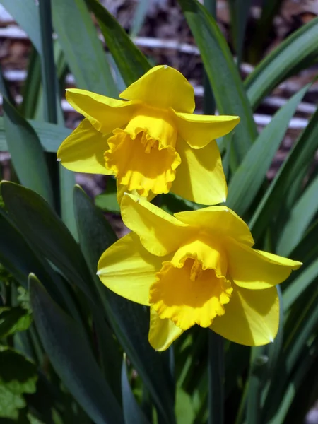 Narcisos Amarelos Florescendo Canteiro Flores — Fotografia de Stock