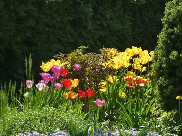 Colorful Tulips Flower Bed — Stock Photo, Image