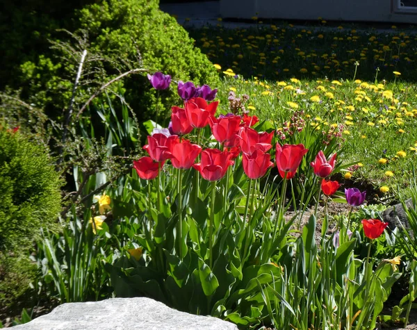 Červené Tulipány Záhonu — Stock fotografie