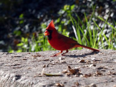 Kırmızı kardinal erkek kuş tohum yiyor.