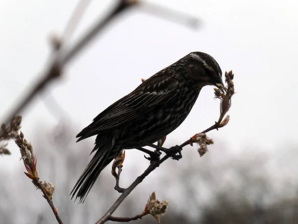 Black Bird Sitting Tree Branch — Stock Photo, Image