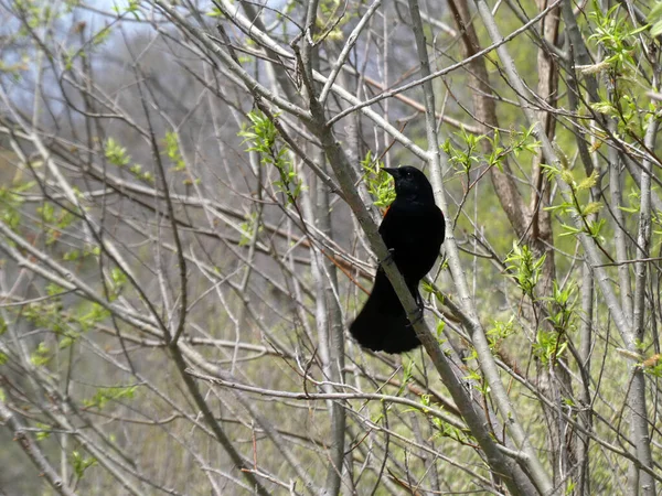 Чорний Птах Сидить Гілці — стокове фото