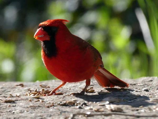 Red cardinal male bird eating seeds