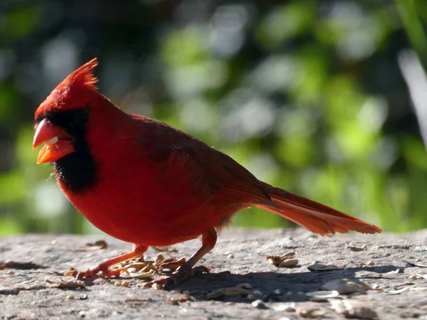 Cardenal Rojo Pájaro Macho Comiendo Semillas —  Fotos de Stock