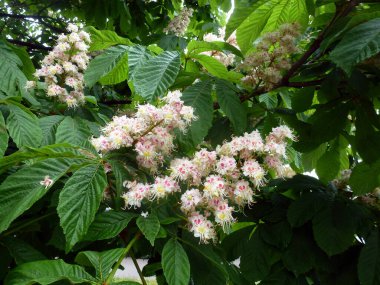 Blooming white flowers on the sycamore tree
