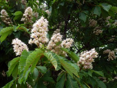 Blooming white flowers on the sycamore tree