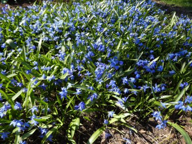 Birçok mavi orman çiçekleri çiçek gibi.