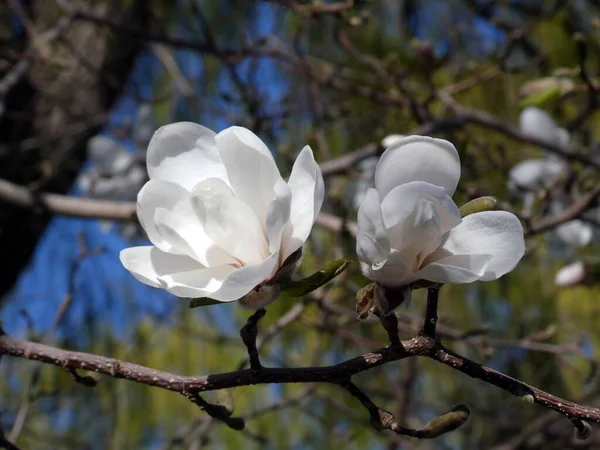 Flores Magnólia Branca Ramo Árvore — Fotografia de Stock
