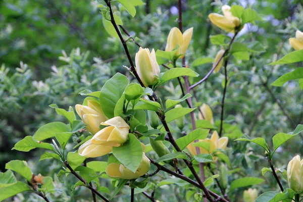 Flores Magnólia Amarela Ramo Árvore — Fotografia de Stock