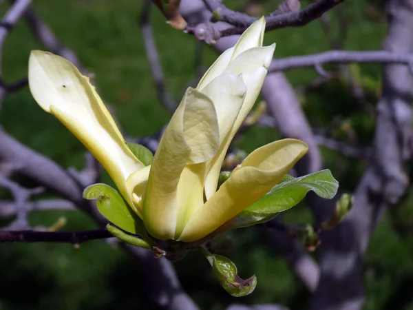 Winienie Kwiatu Magnolii Gałęzi Drzewa — Zdjęcie stockowe