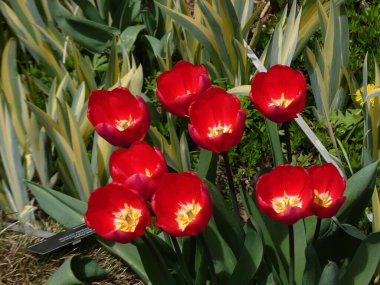 Çiçek tarhında açan kırmızı laleler