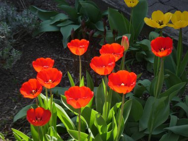 Çiçek tarhında açan kırmızı laleler