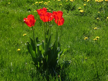Çiçek tarhında açan kırmızı laleler